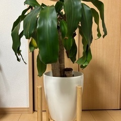 【取引決定済】観葉植物 ドラセナ