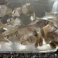 タイリクバラタナゴ　川魚