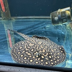 淡水エイハイブリッドメス