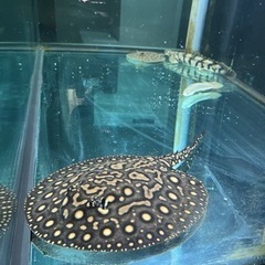 淡水エイハイブリッドメス