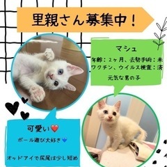 白猫　子猫　オッドアイ　12月譲渡会参加