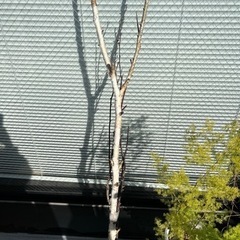 【木の枝（生木ではないです）｜白樺など高さ約145cm