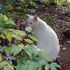 大きな白猫　オッドアイ　リターンしました。 − 群馬県