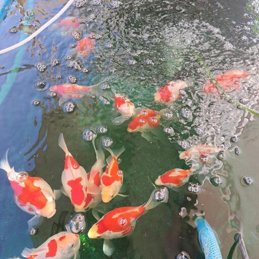 玉さば(新潟産)