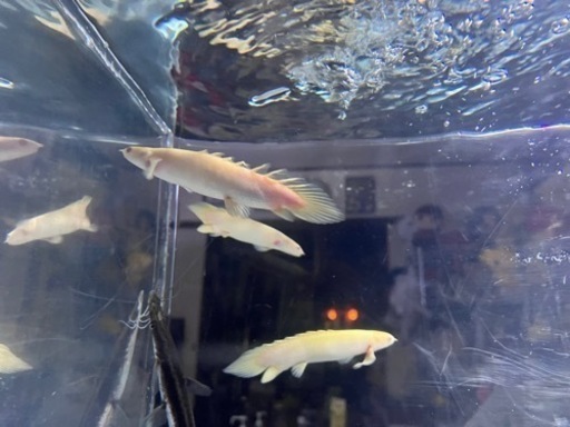 熱帯魚  アルビノセネガルスショートボディ  大きめ