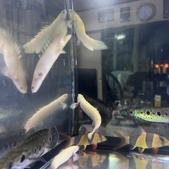 熱帯魚 アルビノセネガルスショートボディ 大きめ