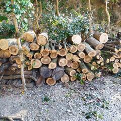 薪生木ですが50cmで切断してます。