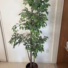 観葉植物(造キ)