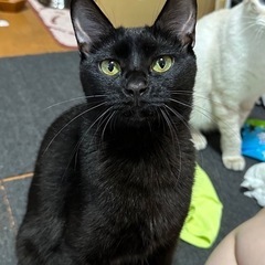 1歳半くらい、黒猫のママ猫 - 広島市