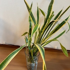 サンセベリア(複数株) 観葉植物