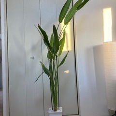 観葉植物お譲りします。