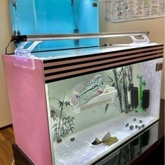 [決まった]  60cm 水槽 コトブキ　レグラス　フラット F...