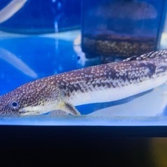 ポリプテルスパルマスポーリー*熱帯魚