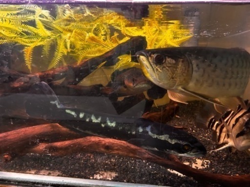熱帯魚 水槽一式  ある程度お値下げ可能