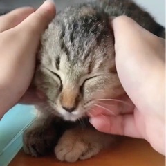 丸顔が可愛い淡いサビ柄仔猫ちゃん♡(動画あり) - 猫