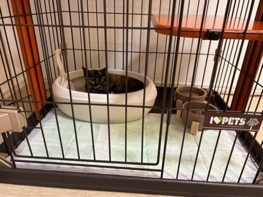 ウッドワンサークルキャット ミニタイプ 猫用キャット ねこネコ 室内サークルケージ