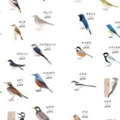 【剥製】鳥や小動物の死体を見つけたら教えていただけませんか？