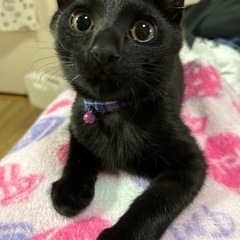 鍵尻尾の黒子猫、３ヶ月