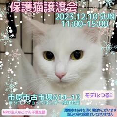 ねこけん千葉支部保護猫譲渡会開催します⭐