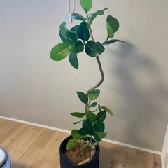 【ネット決済】フェイクグリーン 観葉植物 約140cm