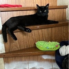 甘えん坊の黒猫さん