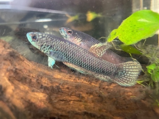 ワイルドベタ　アントゥタ　タイプS B 若魚ペア