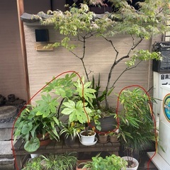 植木をまとめて無料で引き取ってくださる方を募集しています！