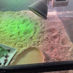 ゲージ　ライト　シェルター