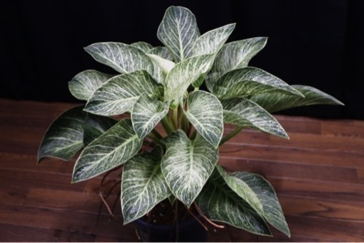 【観葉植物】フィロデンドロン・バーキン