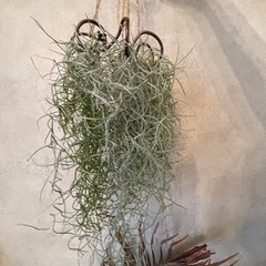 ウスネオイデス　チランジア　観葉植物　エアプランツ　その2