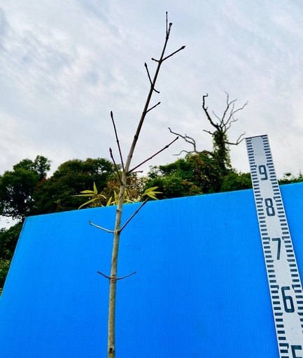 14000円アオダモ240cm 山取り自然樹形