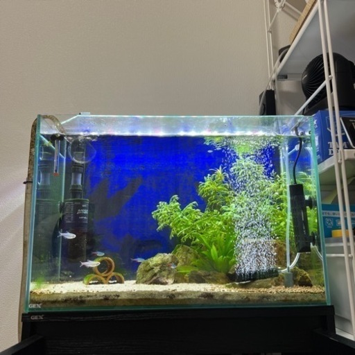 60センチ水槽