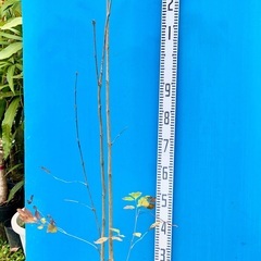 12000円　アオダモ　山取り自然樹形