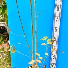 12000円　アオダモ　山取り自然樹形