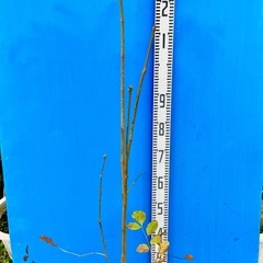 12000円　アオダモ　山取り自然樹形