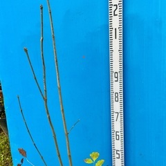 12000円　アオダモ　山取り自然樹形