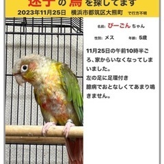 迷子鳥、迷子のホオミドリウロコインコ探しています。横浜市都筑区か...