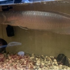  シルバーアロワナ45cm