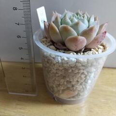 決まりました:多肉植物 エケベリア 白桃