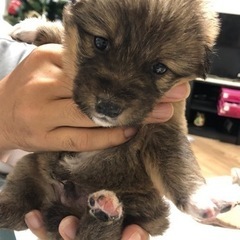 雑種の仔犬 − 香川県