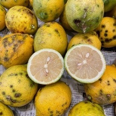 県産レモン C品　10kg（50個前後）加工用レモン