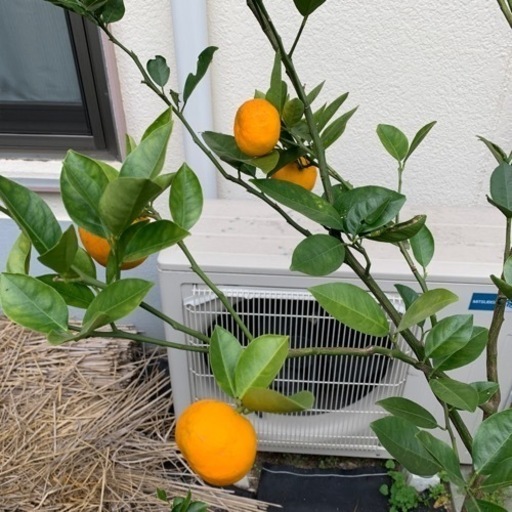 奄美大島から実生のケラジミカン - その他 