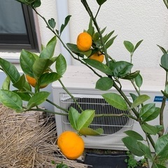 奄美大島から実生のケラジミカン