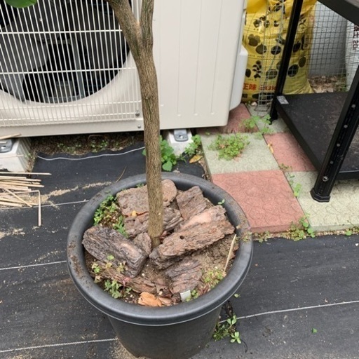 奄美大島から実生のケラジミカン - その他 