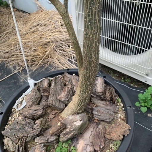 実生ホワイトサポテ170センチ