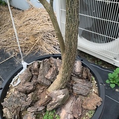 実生ホワイトサポテ１７０センチ