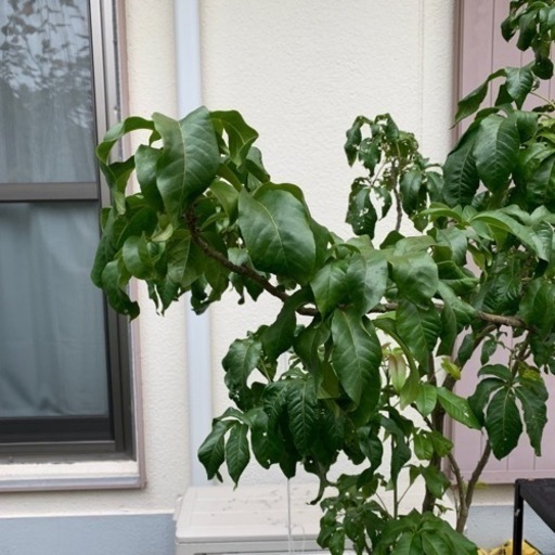 実生ホワイトサポテ１７０センチ 実生ホワイトサポテ170センチ