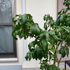 実生ホワイトサポテ１７０センチ