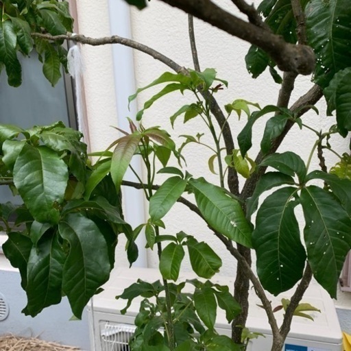 実生ホワイトサポテ170センチ