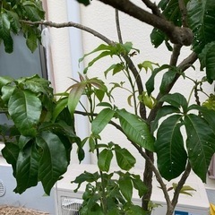 実生ホワイトサポテ１７０センチ